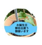 月山線スタンプ日薬壱ハハノヒきゅり山弐（個別スタンプ：16）