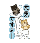 【Big】柴犬・ちゃちゃ丸たち 54『初夏』（個別スタンプ：10）