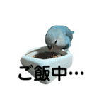 コザクラインコ ねじ（個別スタンプ：17）