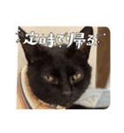 くろ猫さんのスタンプ（個別スタンプ：16）