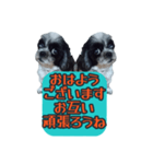 愛犬のメモ帳（個別スタンプ：1）