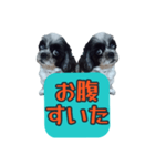 愛犬のメモ帳（個別スタンプ：4）