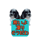 愛犬のメモ帳（個別スタンプ：13）