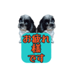 愛犬のメモ帳（個別スタンプ：18）