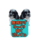 愛犬のメモ帳（個別スタンプ：33）