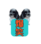 愛犬のメモ帳（個別スタンプ：40）