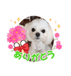 キラキラ白犬（個別スタンプ：1）