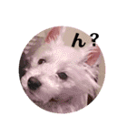 キラキラ白犬（個別スタンプ：2）