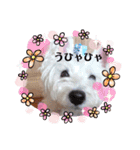 キラキラ白犬（個別スタンプ：3）