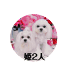 キラキラ白犬（個別スタンプ：4）