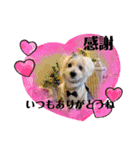 キラキラ白犬（個別スタンプ：7）