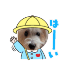キラキラ白犬（個別スタンプ：8）