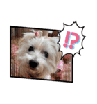 キラキラ白犬（個別スタンプ：9）