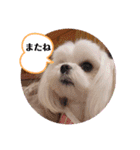 キラキラ白犬（個別スタンプ：11）