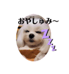 キラキラ白犬（個別スタンプ：12）