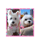 キラキラ白犬（個別スタンプ：13）