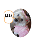 キラキラ白犬（個別スタンプ：14）