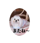 キラキラ白犬（個別スタンプ：16）