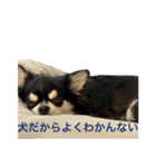 エルだZE❓（個別スタンプ：16）