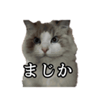 ゴミブラだよ（個別スタンプ：23）