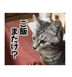 猫の方言スタンプ（個別スタンプ：4）