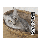 猫の方言スタンプ（個別スタンプ：5）