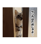 猫の方言スタンプ（個別スタンプ：9）