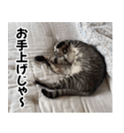 猫の方言スタンプ（個別スタンプ：11）