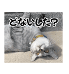 猫の方言スタンプ（個別スタンプ：14）