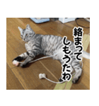 猫の方言スタンプ（個別スタンプ：15）