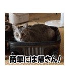 猫の方言スタンプ（個別スタンプ：18）