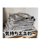 猫の方言スタンプ（個別スタンプ：20）