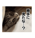 猫の方言スタンプ（個別スタンプ：24）