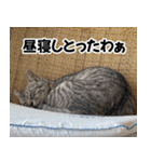 猫の方言スタンプ（個別スタンプ：25）