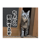 猫の方言スタンプ（個別スタンプ：26）