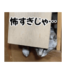 猫の方言スタンプ（個別スタンプ：28）