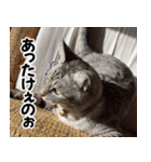 猫の方言スタンプ（個別スタンプ：30）