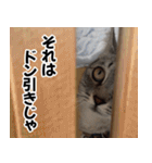 猫の方言スタンプ（個別スタンプ：33）