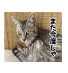 猫の方言スタンプ（個別スタンプ：40）