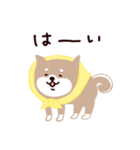 ◯SHIBAINUさん◯家族＆友達連絡（個別スタンプ：14）