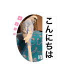 わたしむぎちゃん3（個別スタンプ：2）