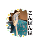 わたしむぎちゃん3（個別スタンプ：3）
