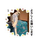 わたしむぎちゃん3（個別スタンプ：12）