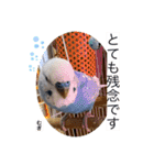 わたしむぎちゃん3（個別スタンプ：30）