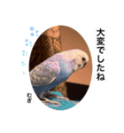 わたしむぎちゃん3（個別スタンプ：31）