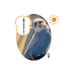 わたしむぎちゃん3（個別スタンプ：40）