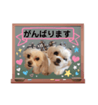 うちの子一番❤️（個別スタンプ：14）