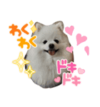 ポメラニアンの平吉スタンプ（個別スタンプ：1）