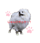 ポメラニアンの平吉スタンプ（個別スタンプ：2）