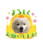 ポメラニアンの平吉スタンプ（個別スタンプ：11）